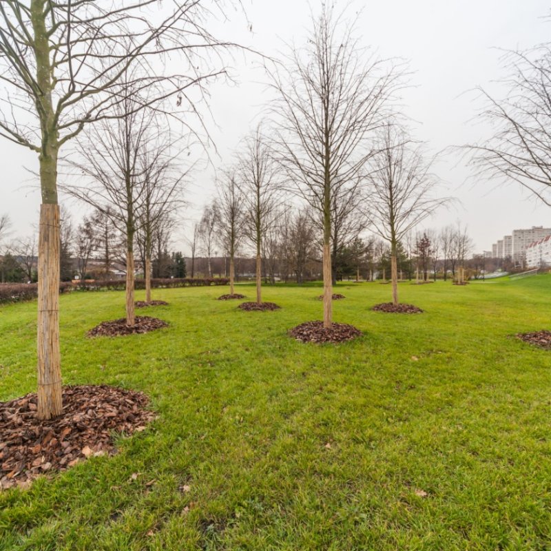 Посадка насаждений